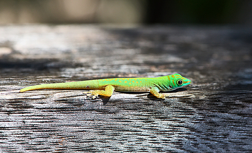 Green gecko lizard at Seychelles|La Digue.