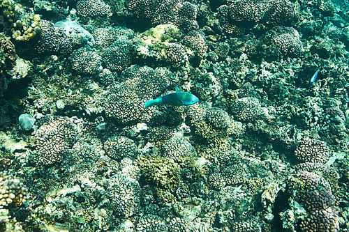 Coral reef and fish at Seychelles