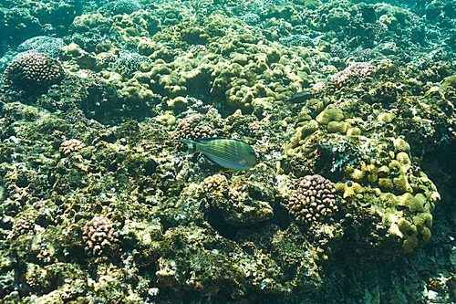 Coral reef and fish at Seychelles