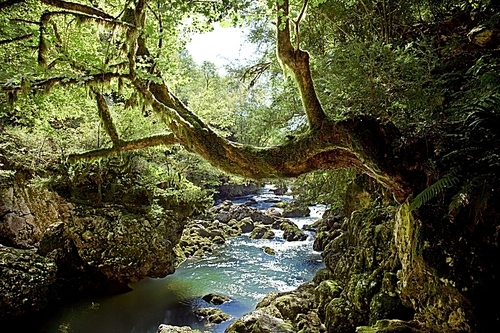 deep forest and river landscape photo