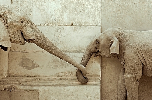 elephant and his calf|touching each other
