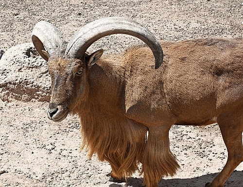 mountain goat herd leader in rocky landscape