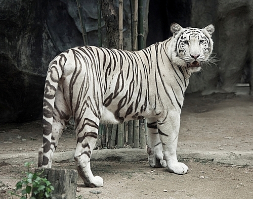 White tiger photo