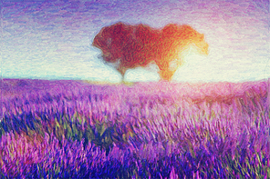 Original oil painting of lavender fields on cardboard. Sunset landscape.Modern Impressionism