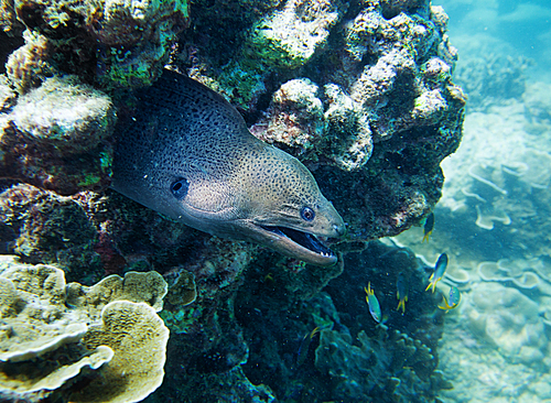 muraena|hiding in the coral. Thailand
