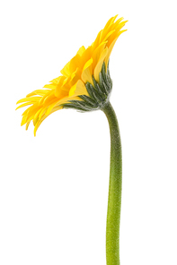 Beautiful daisy gerbera flower isolated on white