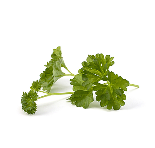 parsley  isolated on white