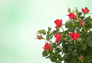 Beautiful floral background. Roses over blurred pink backdrop.