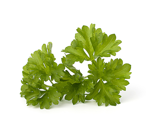 Parsley herb isolated on white