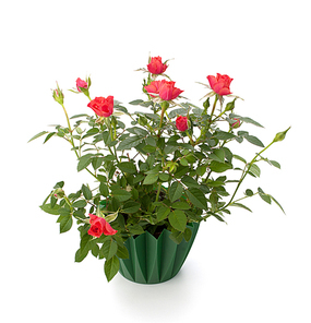 Beautiful rose in flowerpot  isolated on white