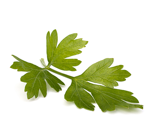 parsley  isolated on white