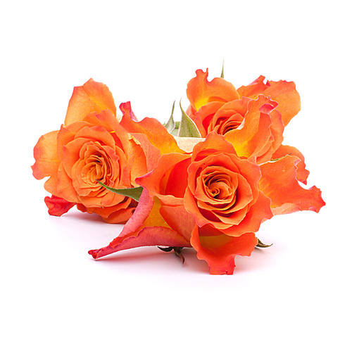 Orange roses  isolated on white cutout
