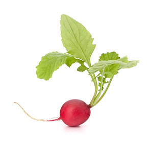 Small garden radish isolated on white