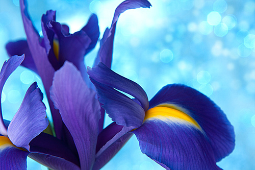 Beautiful blue iris flowers background