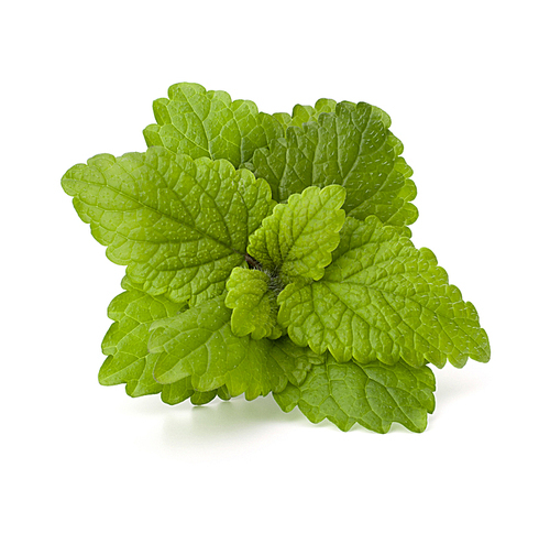 Peppermint or  mint bunch isolated on white cutout