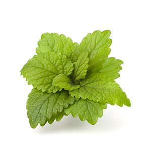 Peppermint or  mint bunch isolated on white cutout