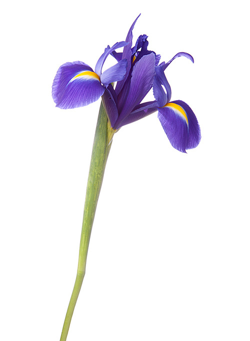 Blue iris or blueflag flower isolated on white