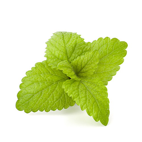 Peppermint or  mint bunch isolated on white cutout