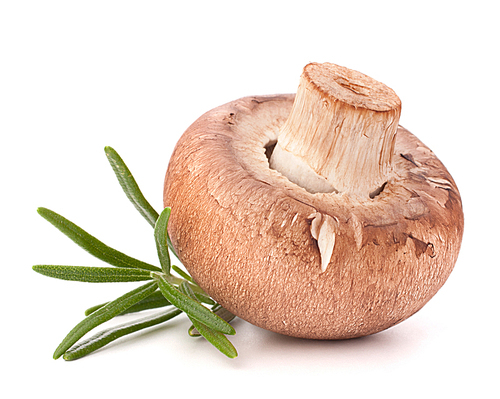 Brown champignon mushroom and rosemary leaves isolated on white cutout