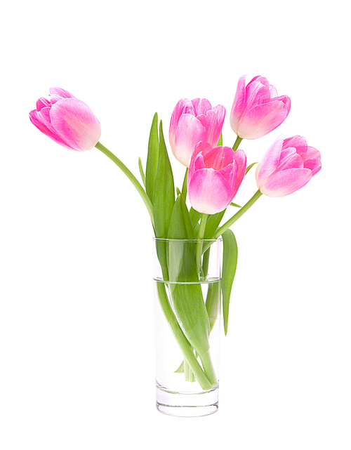 Pink tulips bouquet in vase isolated on white