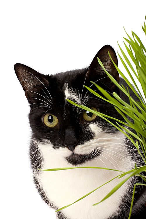 cat in grass isolated on white