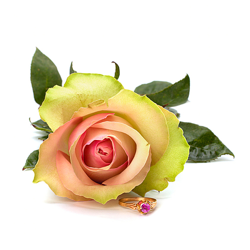 Beautiful rose with wedding ring  isolated on white