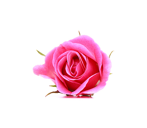 Pink rose flower head isolated on white cutout