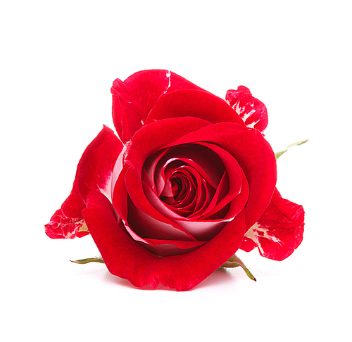 Red rose flower head isolated on white cutout