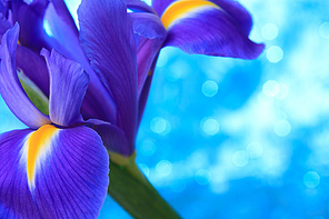 Beautiful blue iris flowers background