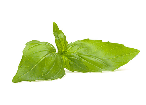 Sweet basil leaves isolated on white