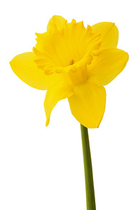 Daffodil flower or narcissus isolated on white cutout