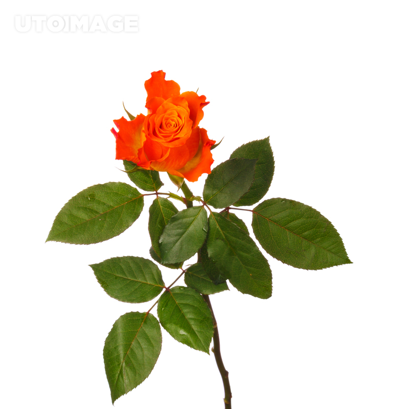 유토이미지 | Orange rose isolated on white cutout 유토이미지 | Orange rose  isolated on white cutout