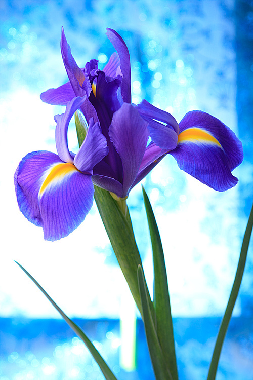 Beautiful blue iris flowers background