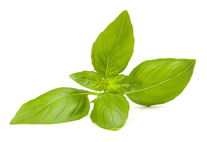 Sweet basil leaves isolated on white