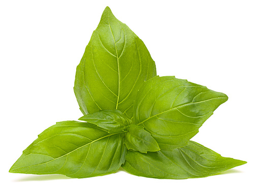Sweet basil leaves isolated on white