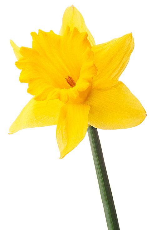 Daffodil flower or narcissus isolated on white cutout