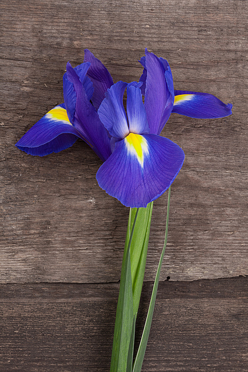 Blueflag or iris flower on grungy wooden background