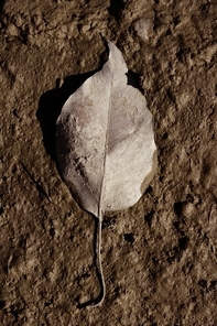 One leaf in autumn weather|brown clay mud