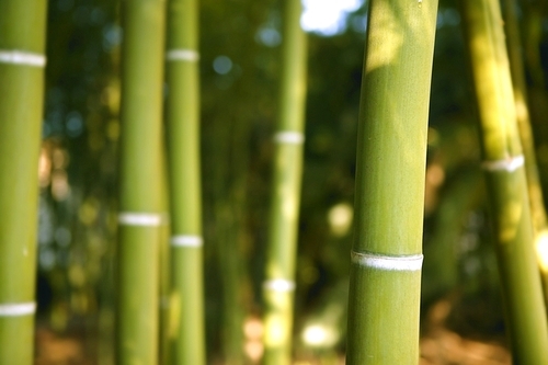 Bamboo cane green plantation view beautiful field