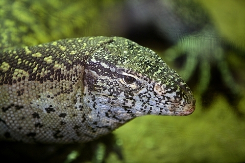 Animals and wildlife from reptils in Africa|Monitor Lizard|