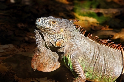 Iguana from mexico profile portrait detail macro head