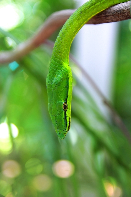 Green parrot snake Leptophis Ahaetulla Central America Giant Parrotsnake