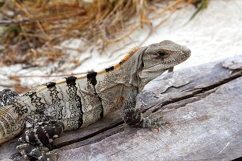 Iguana Mexico reptilian on aged gray wood near beach sand