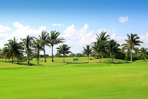 golf course tropical palm trees in Mexico