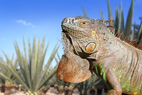 Iguana Mexico in agave tequila plant field blue sky