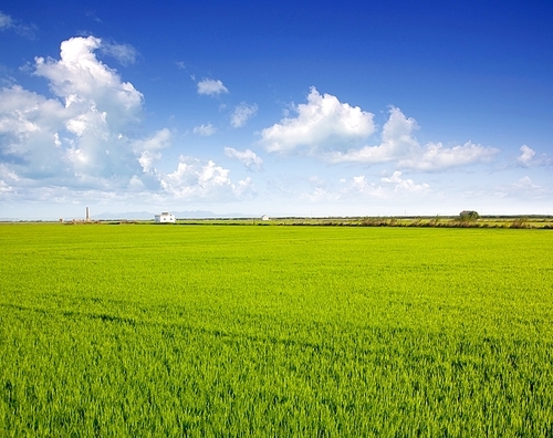 green grass rice field in Valencia El Saler Spain