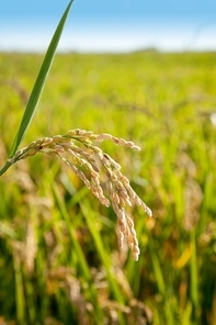 Cereal rice fields with ripe spikes closeup macro