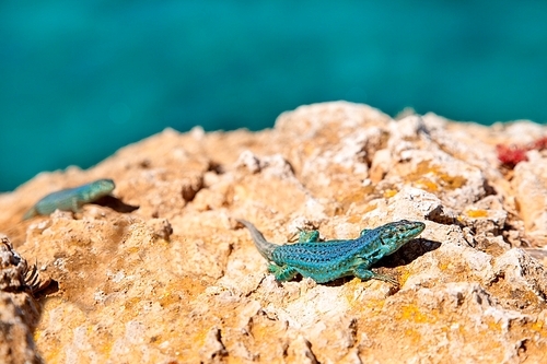 formentera lizard couple on sea background Podarcis pityusensis formenterae
