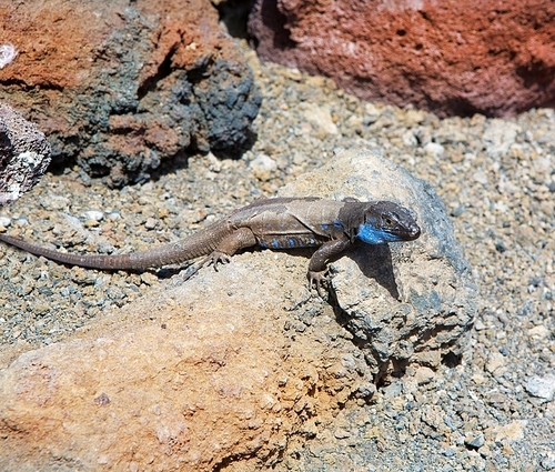 La Palma typical lizard Tizon Gallotia galloti palmae in La Palma Canary Island