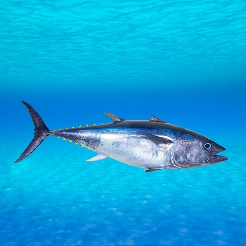 Bluefin tuna Thunnus thynnus swimming underwater photo mount
